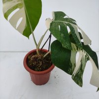 3 leafes rooted
